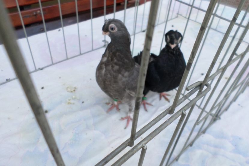 SAM_1497 - pui 2019