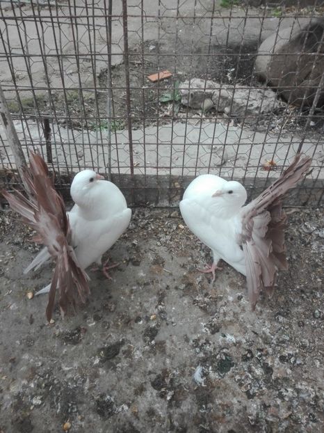 Pereche 2019 - 20 --- Voltati Albi Coada Rosie