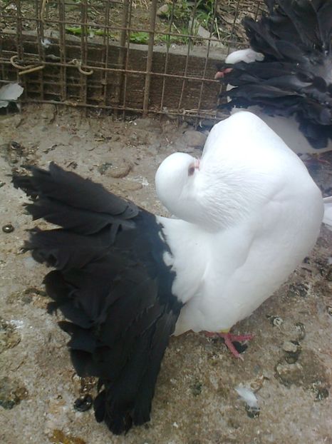 Puiul 4 - 19 --- Voltati Albi Coada Neagra