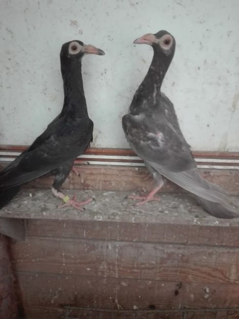 Perechea 1 - 25 --- Carieri