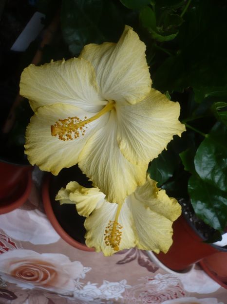 10.04.2019 - HIBISCUSI 2019-1