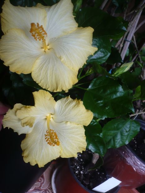 P1400833 - HIBISCUSI 2019-1