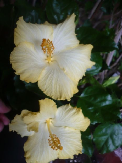 P1400834 - HIBISCUSI 2019-1