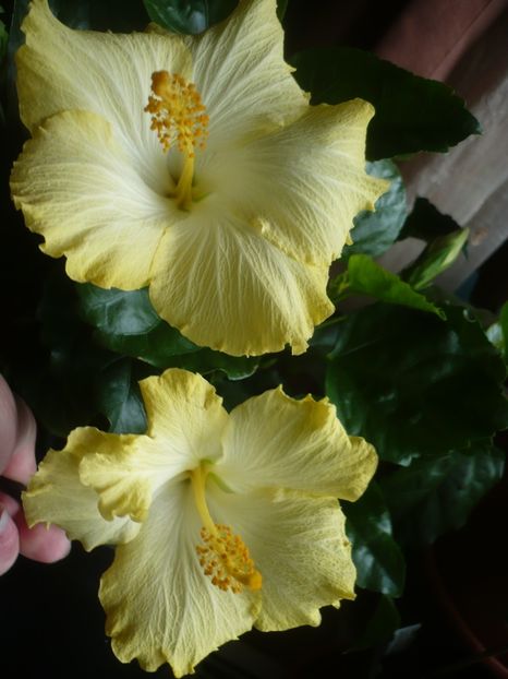 P1400836 - HIBISCUSI 2019-1