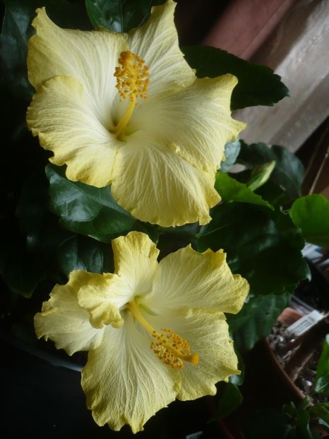 P1400837 - HIBISCUSI 2019-1