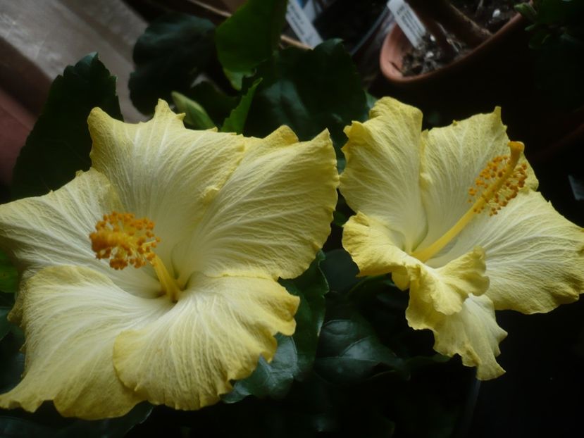 P1400838 - HIBISCUSI 2019-1