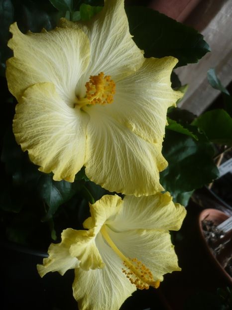 P1400839 - HIBISCUSI 2019-1