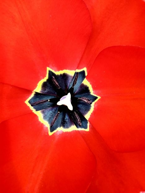  - AAAAA_LALELE 2016_2017_2018_2019