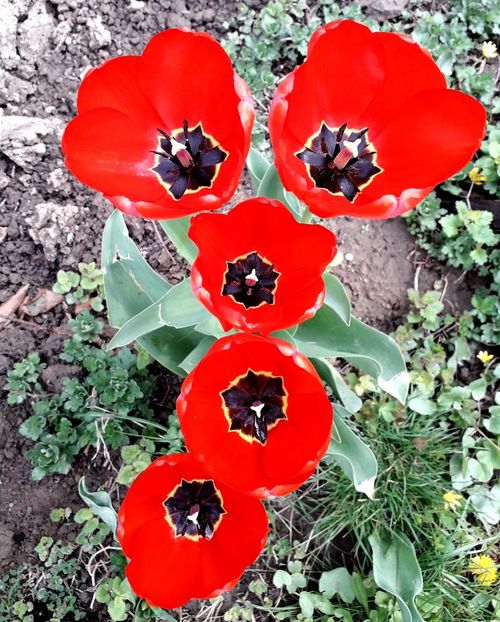  - AAAAA_LALELE 2016_2017_2018_2019