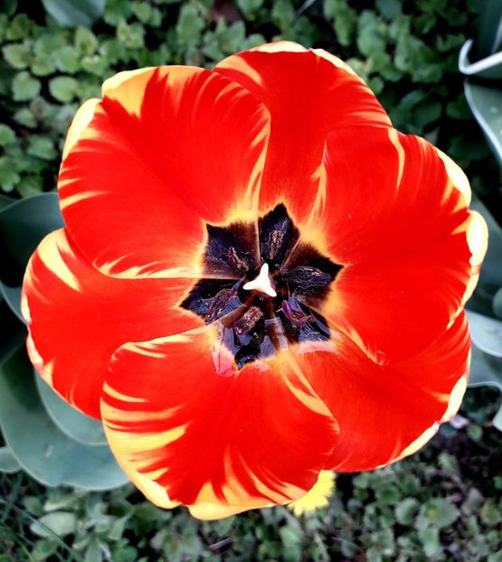  - AAAAA_LALELE 2016_2017_2018_2019