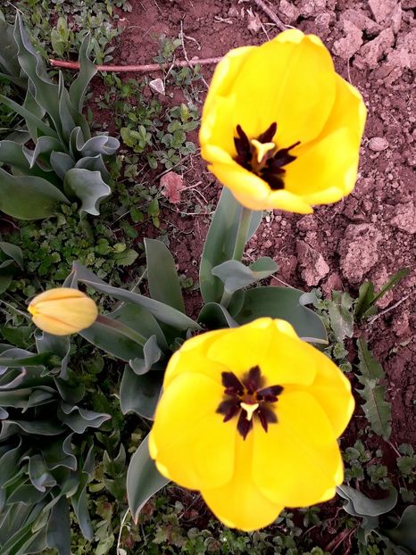  - AAAAA_LALELE 2016_2017_2018_2019