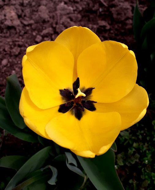  - AAAAA_LALELE 2016_2017_2018_2019