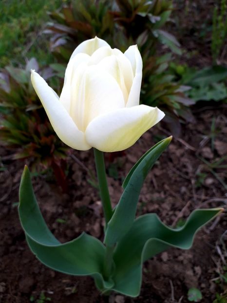  - AAAAA_LALELE 2016_2017_2018_2019