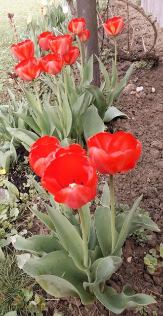  - AAAAA_LALELE 2016_2017_2018_2019