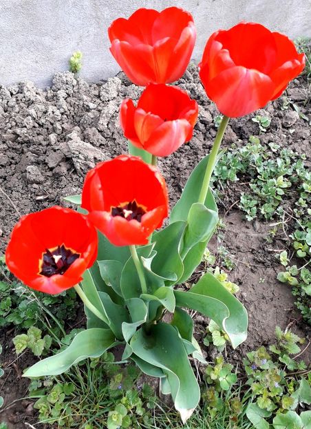  - AAAAA_LALELE 2016_2017_2018_2019