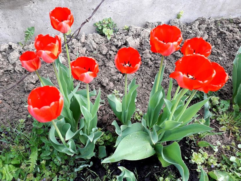  - AAAAA_LALELE 2016_2017_2018_2019