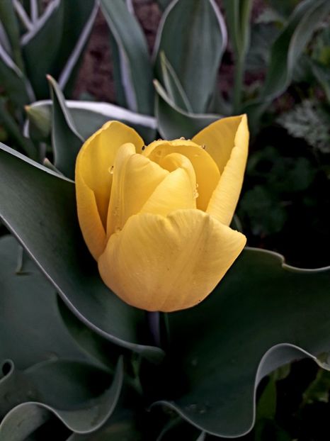  - AAAAA_LALELE 2016_2017_2018_2019