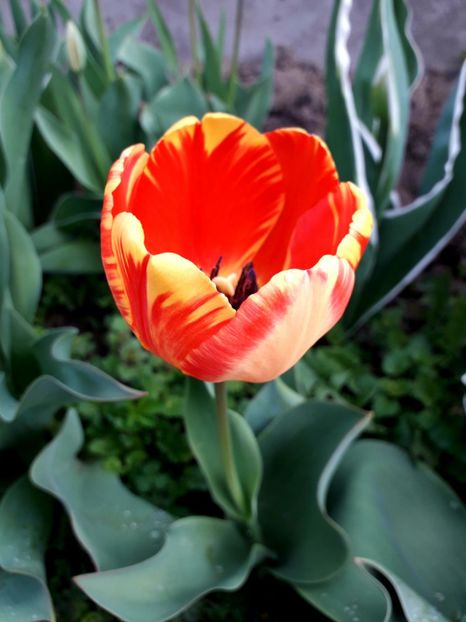  - AAAAA_LALELE 2016_2017_2018_2019