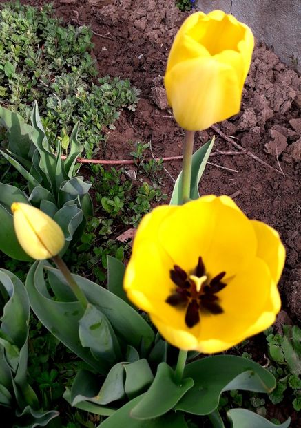  - AAAAA_LALELE 2016_2017_2018_2019