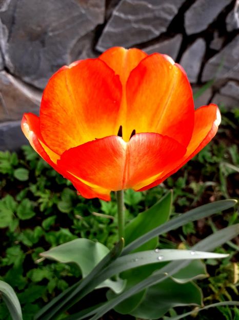  - AAAAA_LALELE 2016_2017_2018_2019