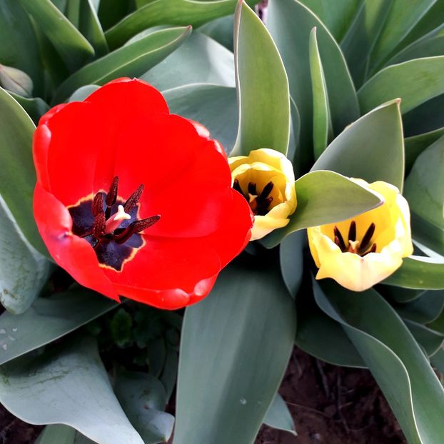  - AAAAA_LALELE 2016_2017_2018_2019