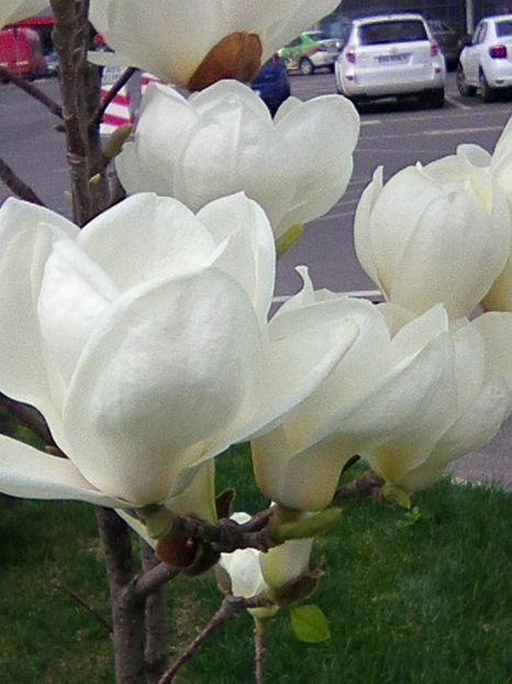 O magnolie superba..!!! - Zambete 2019