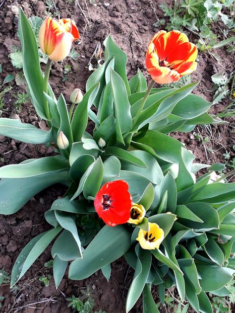  - AAAAA_LALELE 2016_2017_2018_2019