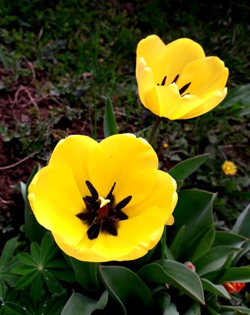  - AAAAA_LALELE 2016_2017_2018_2019