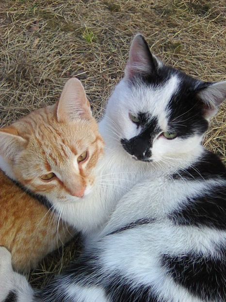 Photo0741 - Micile mele feline 2019