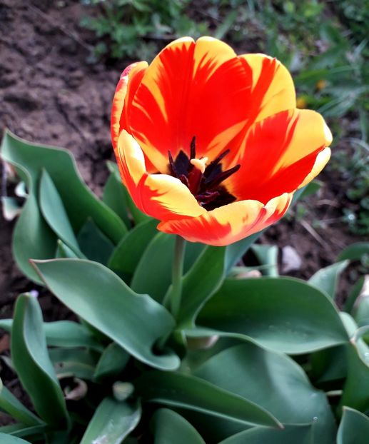  - AAAAA_LALELE 2016_2017_2018_2019