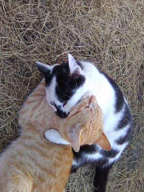 Photo0740 - Micile mele feline 2019