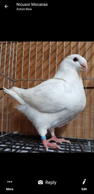 Screenshot_20190410-154635_Messenger - ACHIZITI PENTU 2019