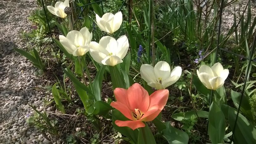  - Gradina 2019