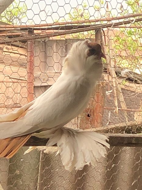 0D1AAE3D-555A-4F62-9B17-7F1A8ADE7208 - De vanzare