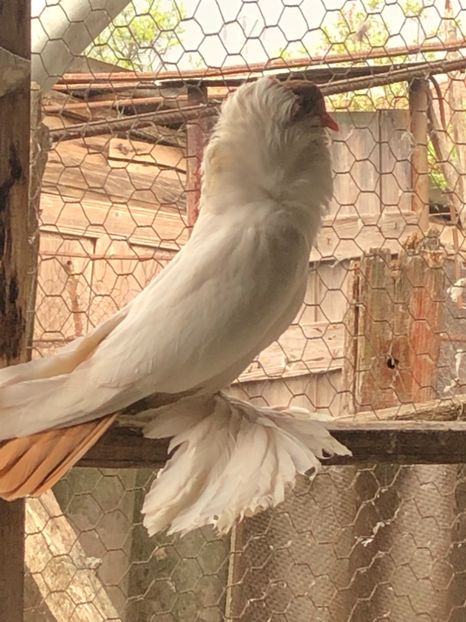 5F54D3AF-6FA9-4D68-8403-7B8F623E5D57 - De vanzare