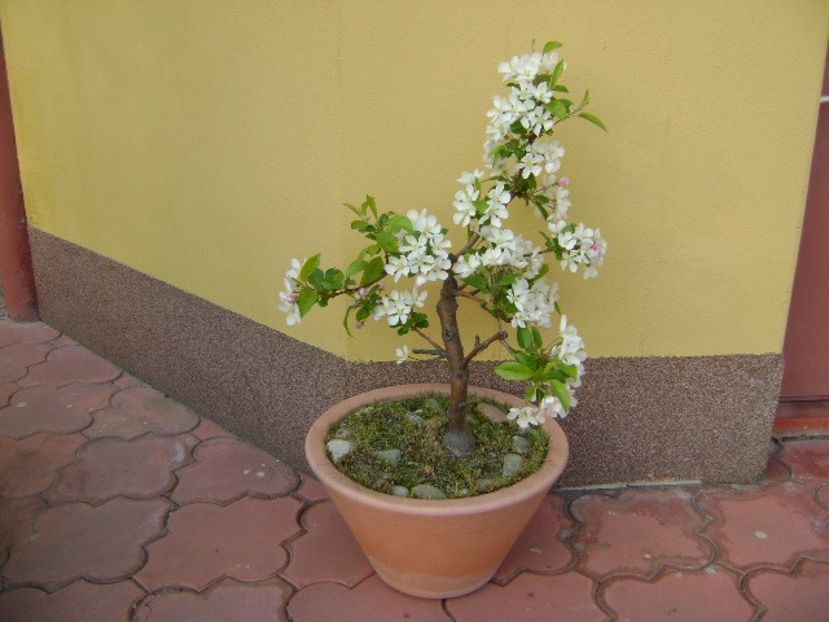 Mar decorativ - Bonsai si prebonsai 2018-2020
