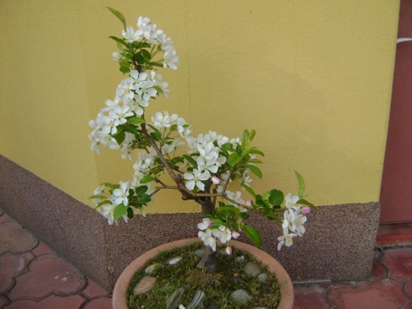 Mar decorativ - Bonsai si prebonsai 2018-2020