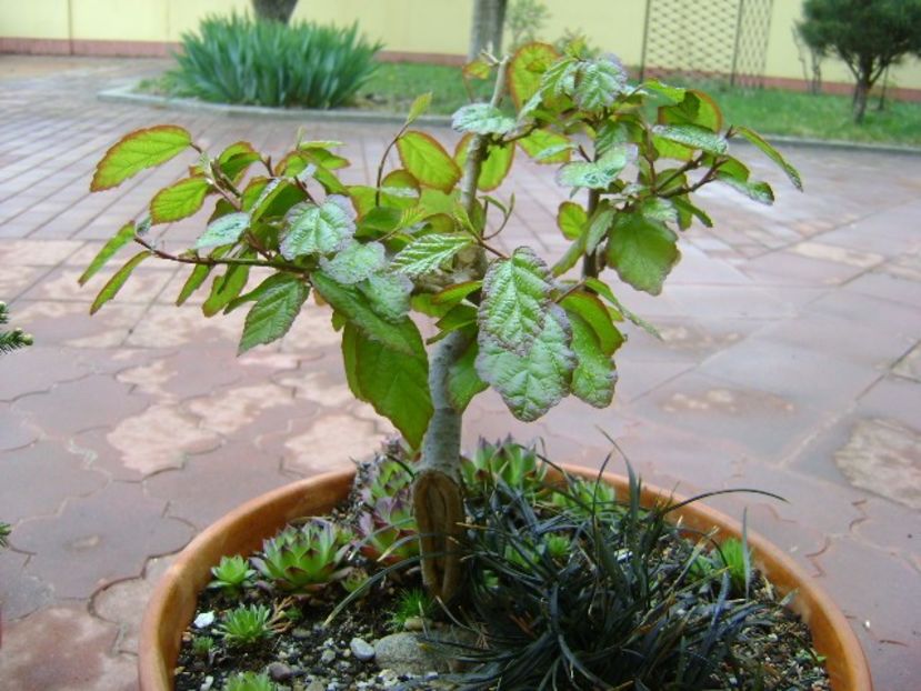 Arbore magic persan - Bonsai si prebonsai 2018-2020