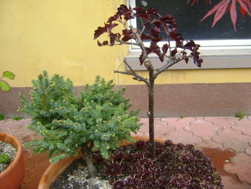 Mesteacan negru & Conifer pitic - Bonsai si prebonsai 2018-2020