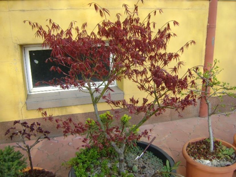 Artar japonez - Bonsai si prebonsai 2018-2020