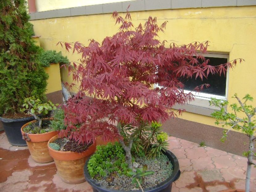Artar japonez - Bonsai si prebonsai 2018-2020