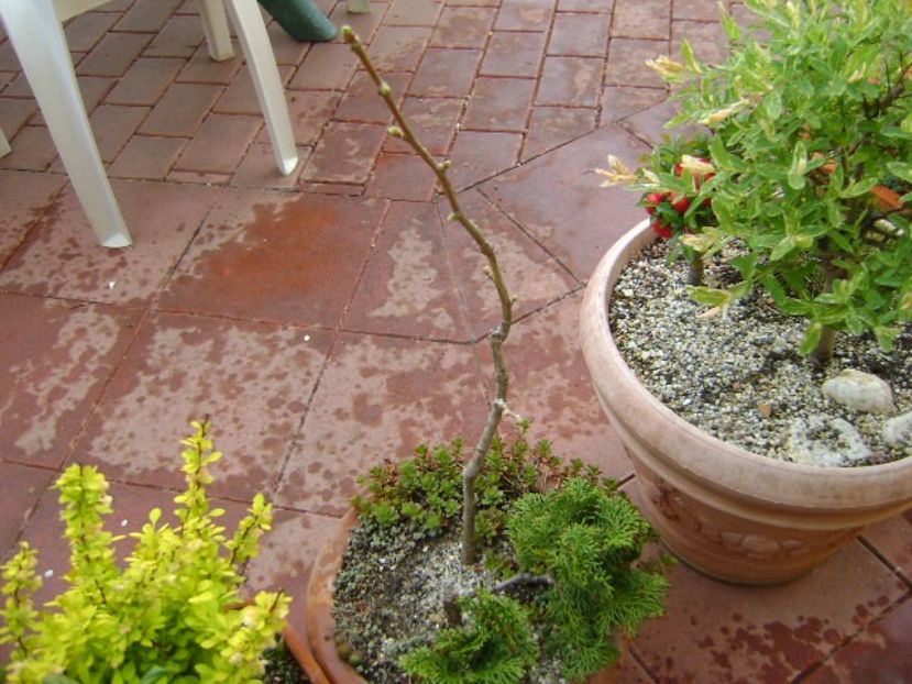 Ginkgo biloba & conifer pitic - Bonsai si prebonsai 2018-2020