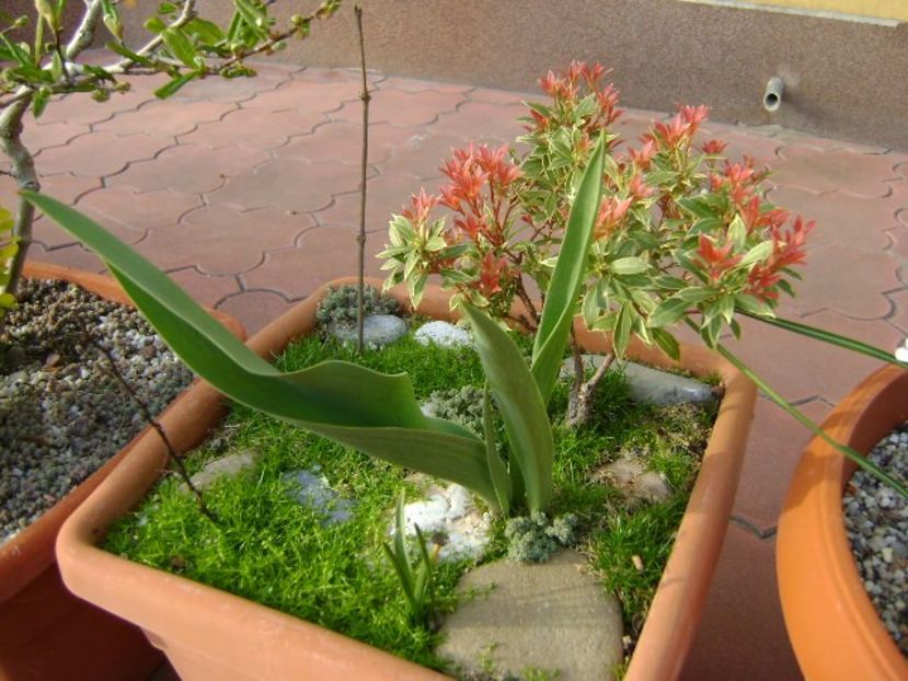 Pieris japonica - Bonsai si prebonsai 2018-2020