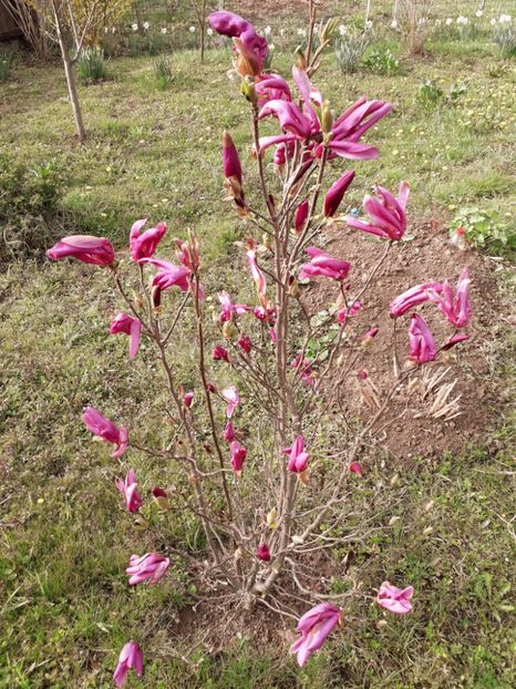 2019 - AAAAA_MAGNOLIA SUSAN 2015_2017_2018_2019_2020_2024_2025