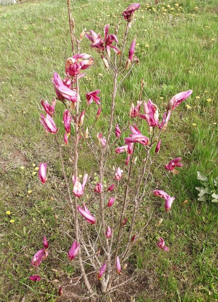  - AAAAA_MAGNOLIA SUSAN 2015_2017_2018_2019_2020_2024_2025