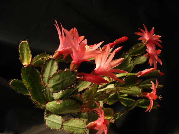 DSC05741 - Cactusi