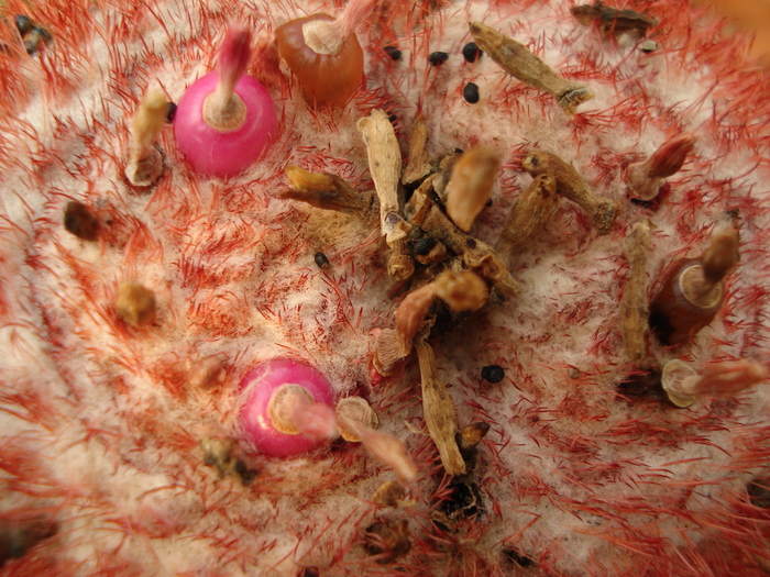 DSC05729 - Cactusi