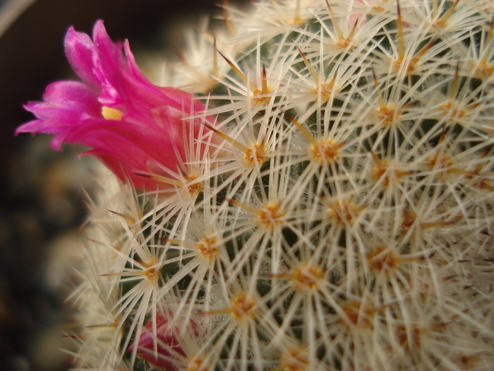 DSC05728 - Cactusi