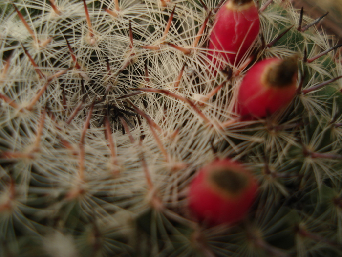 DSC05727 - Cactusi