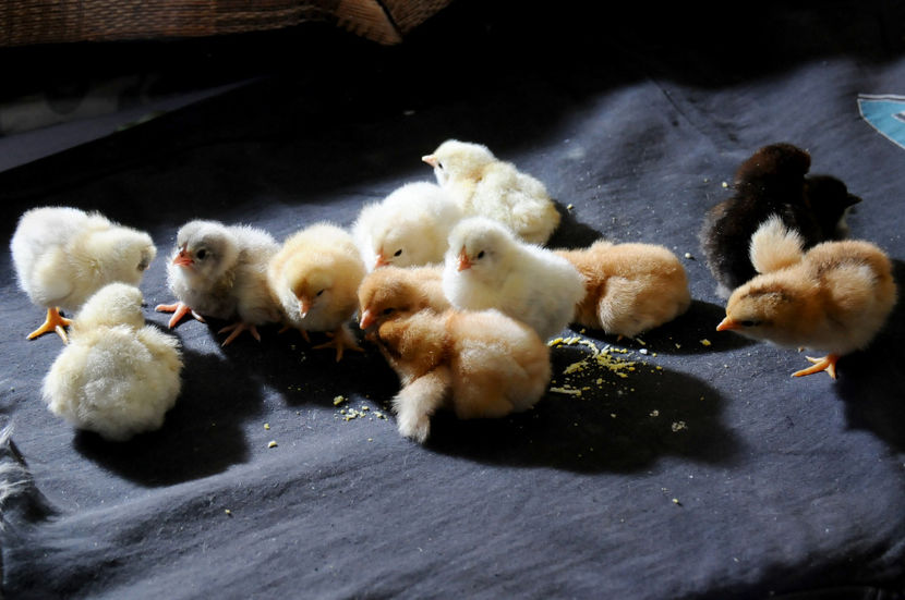  - 02 Pui 2019 tura a 2-a